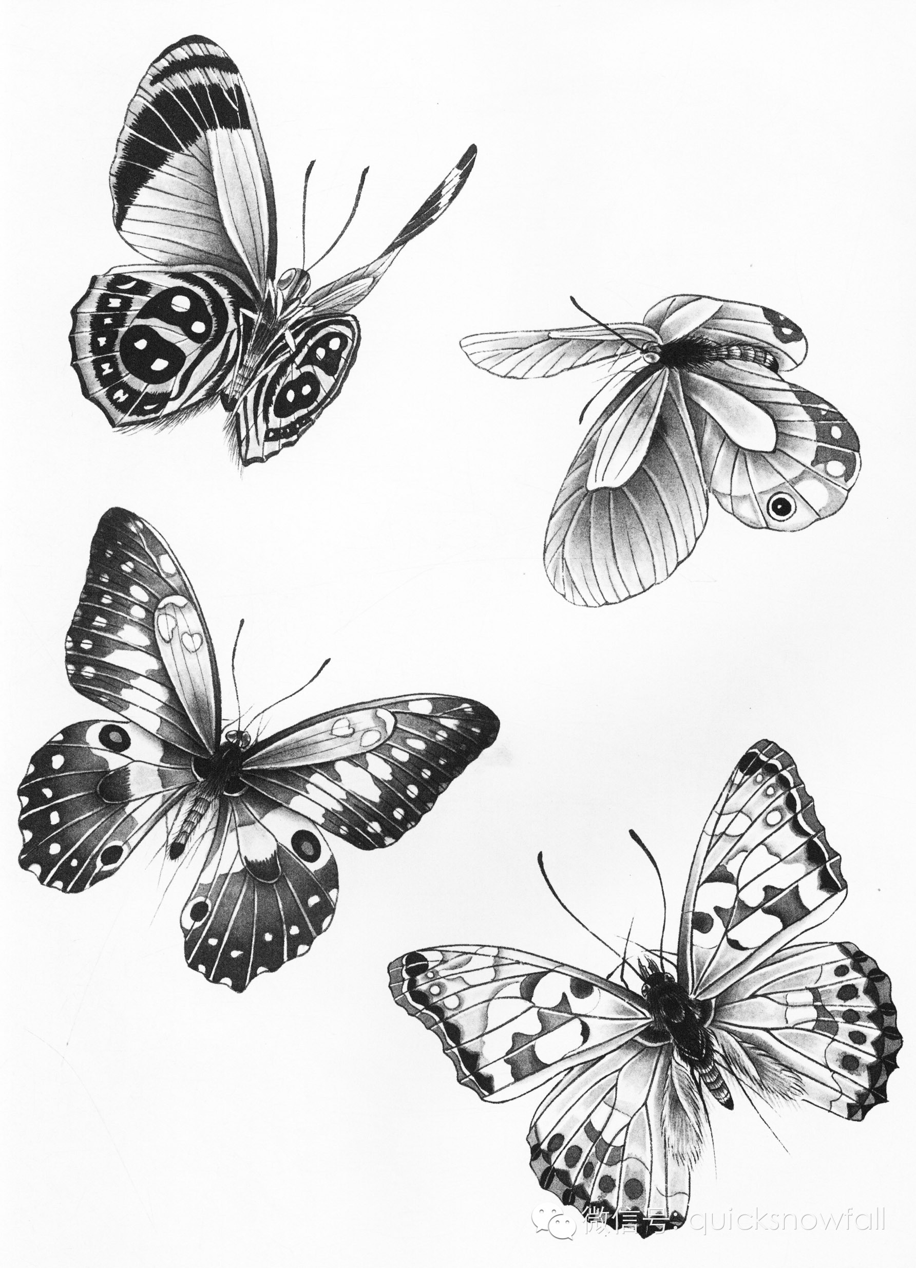 工笔蝴蝶线描画谱4步骤五:朱磦加胭脂点蝶眼,花头提白粉,藤黄加白粉点