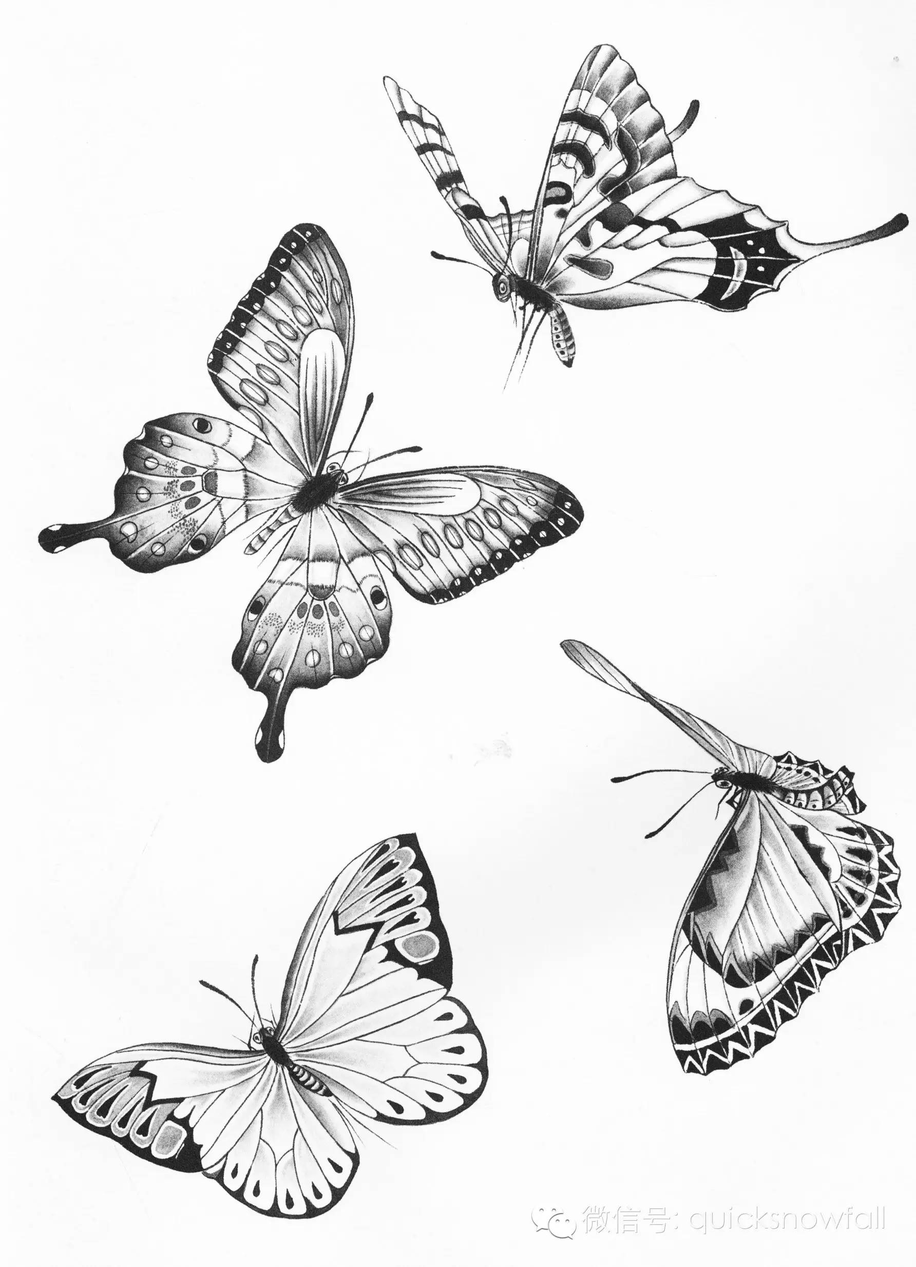 国画基础教程工笔蝴蝶画法与线描画谱