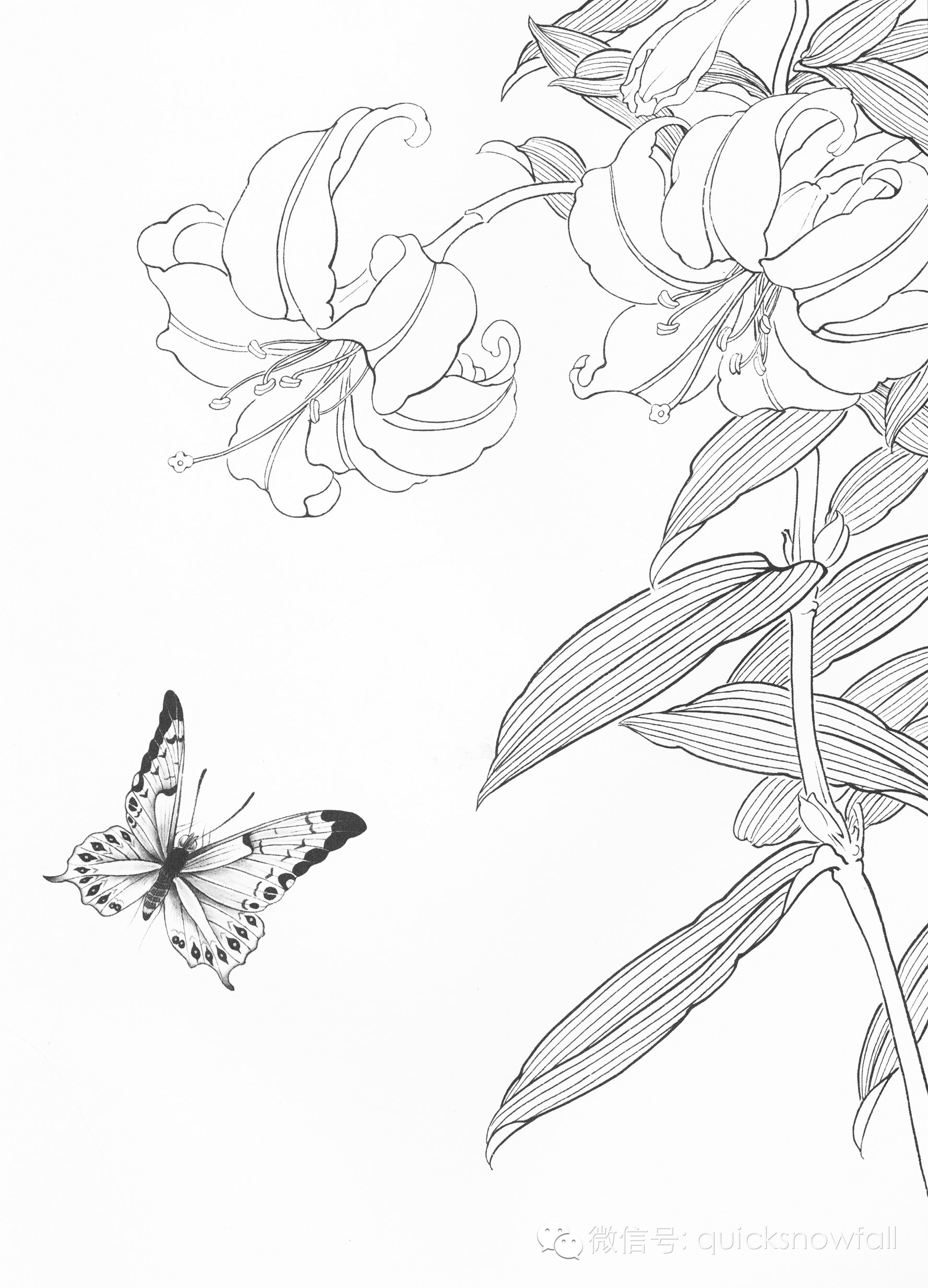 国画基础教程工笔蝴蝶画法与线描画谱