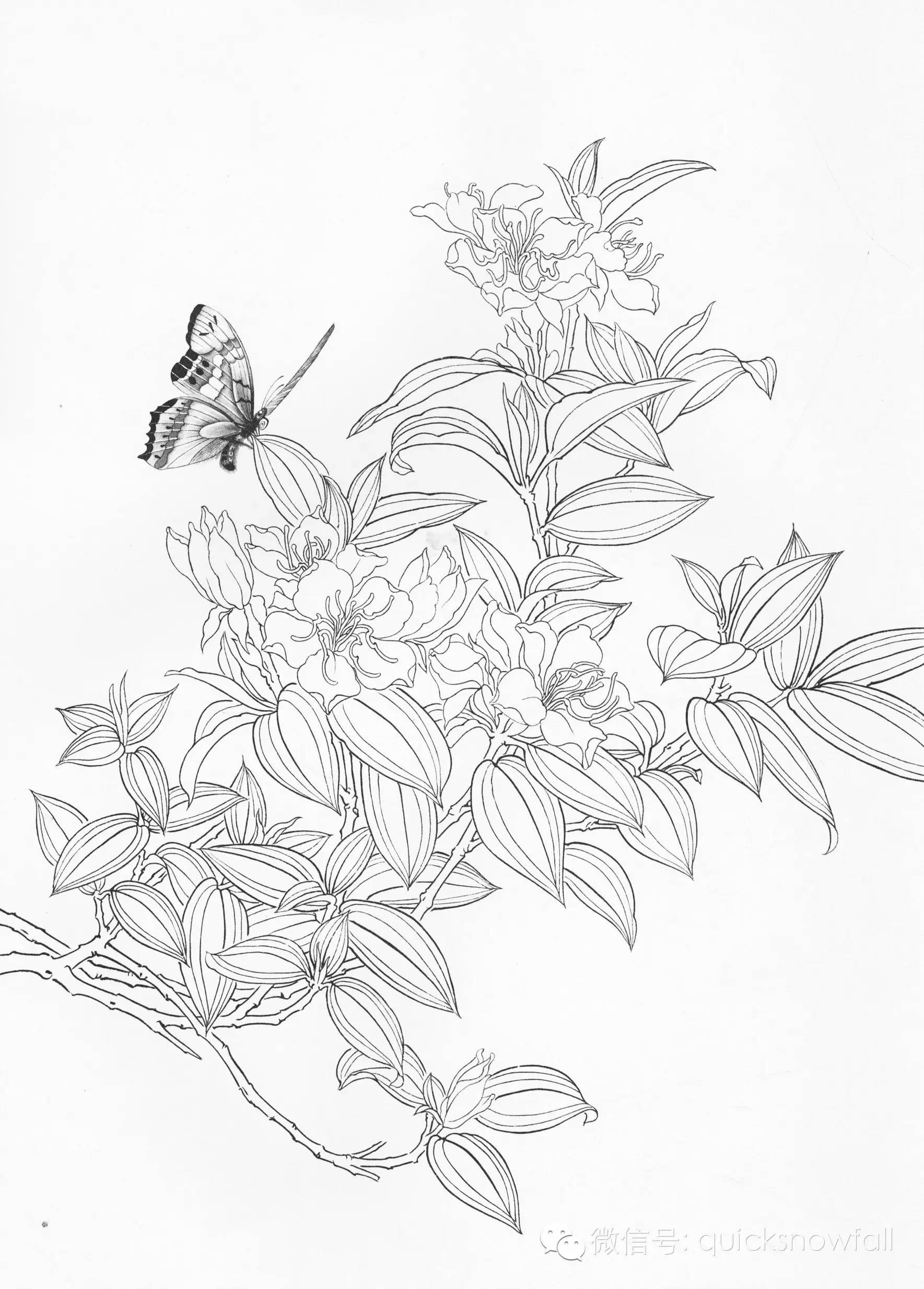 国画基础教程工笔蝴蝶画法与线描画谱