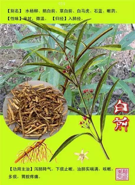 中草药大全史上最全中药图谱300种上