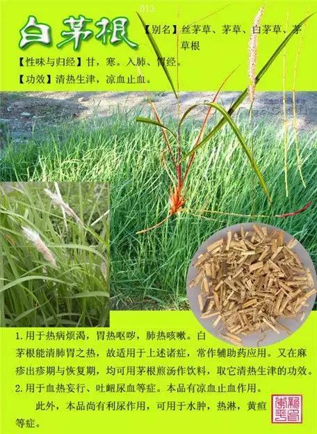 中草药大全史上最全中药图谱300种上