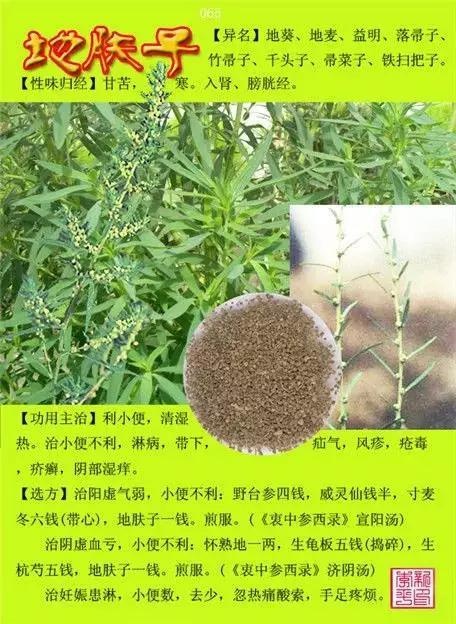 中草药大全史上最全中药图谱300种上