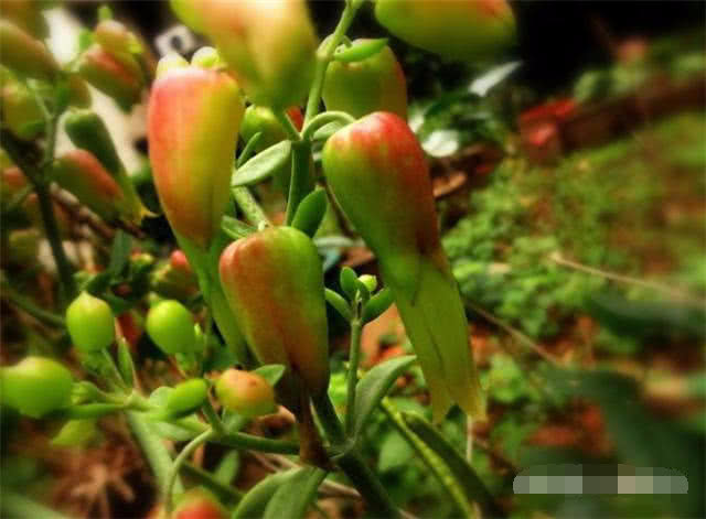 好有意境的草药名字:"落地生根",见过吗?知道它的药用价值吗