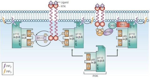 经典信号通路之pi3k