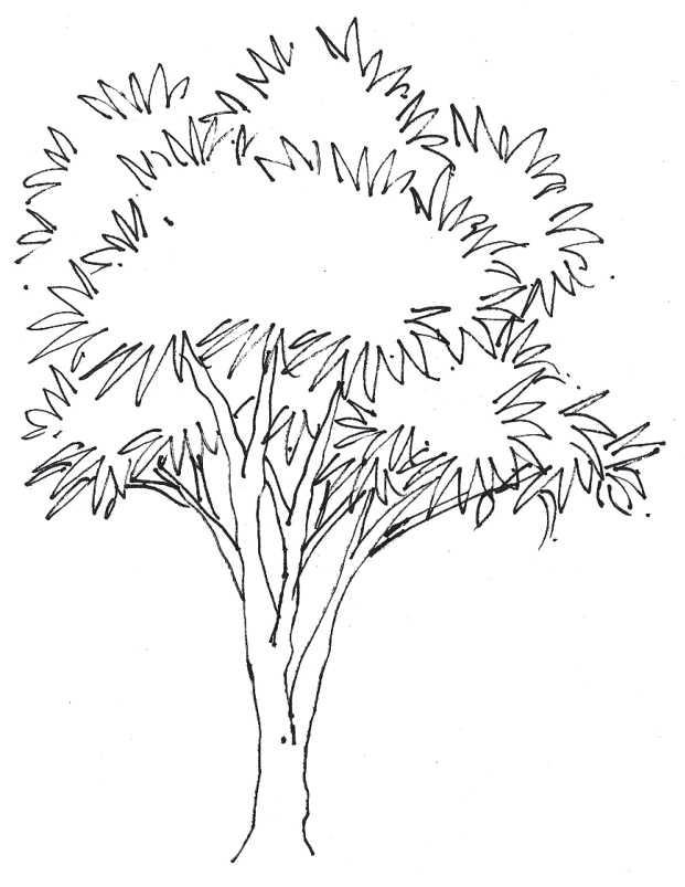 干货速写树干的三种画法图解教程简单易学零基础也能学会