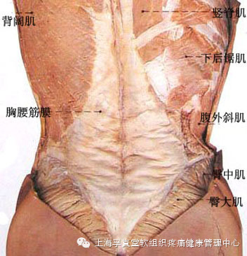 第三腰椎横突综合征的自我治疗