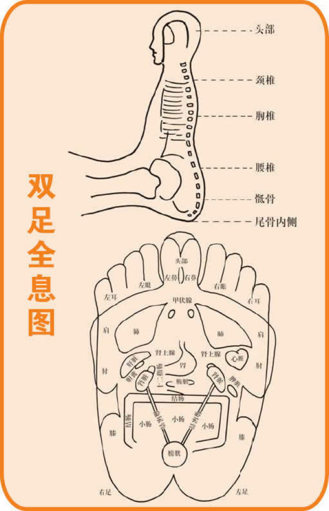 十二,雙足全息圖十一,手掌反射區圖十,手的人體全息示意圖(2)九,手的