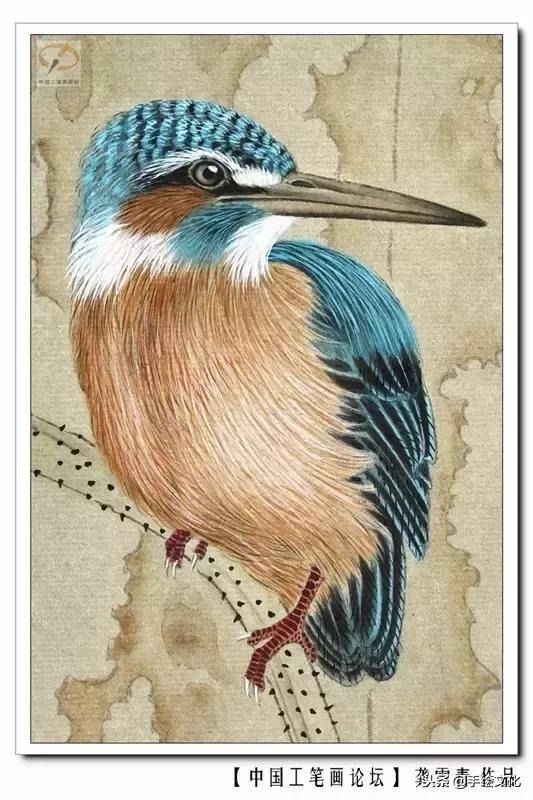 100种工笔鸟儿的绘画步骤