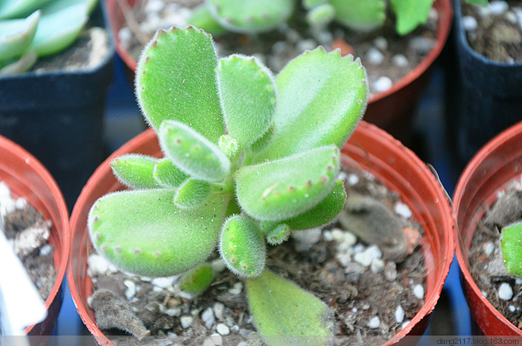 天使竹芋柠檬花铁线莲红星红峡谷红美丽竹芋花叶竹芋碧玉铁翠叶竹芋