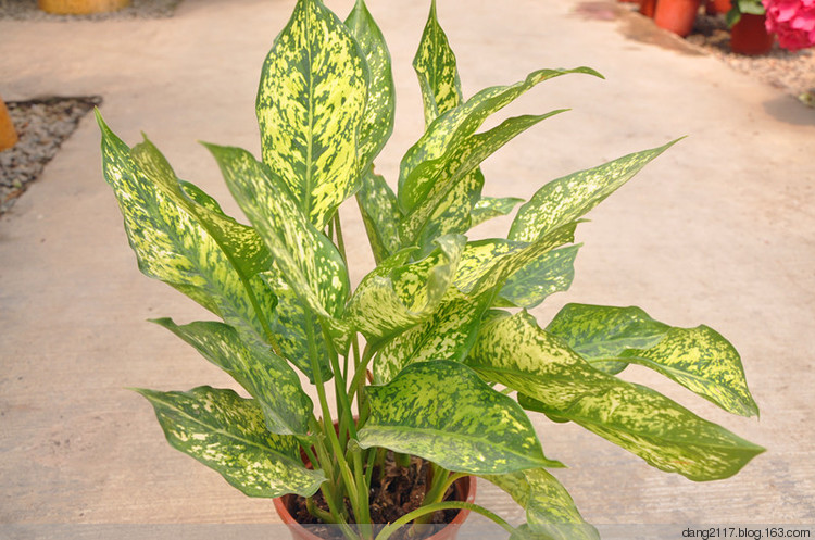 柚子花月季你的眼睛铁线莲维罗妮卡的选择夜天使竹芋柠檬花铁线莲红星