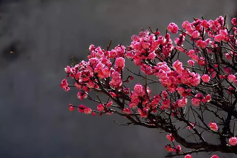 10首梅花詩詞,寫盡梅花傲雪風骨,美的令人心醉!