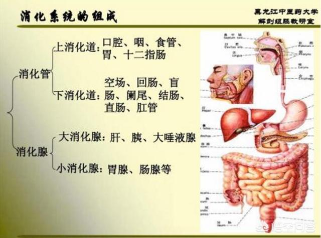 消化腺包括哪五个图片