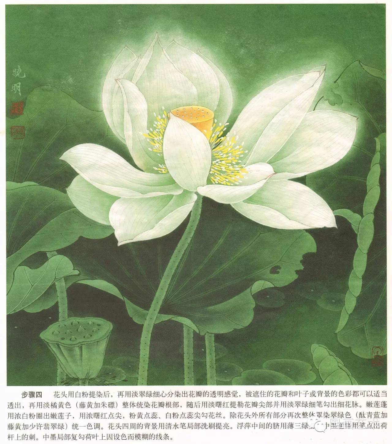 李晓明工笔荷花白描及设色步骤图又学会一招