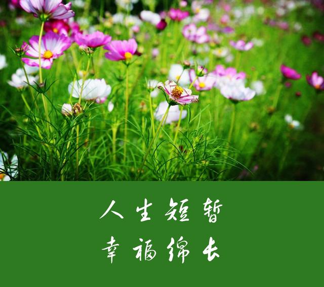 人生一辈子就这样活