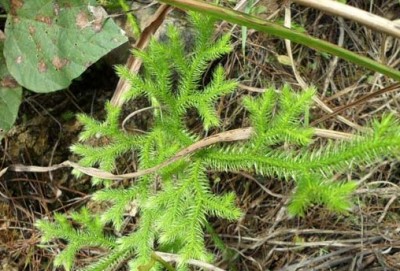 瘫痪,半身不遂的奇药(马尾千金草)