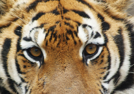 面相解析何为虎眼