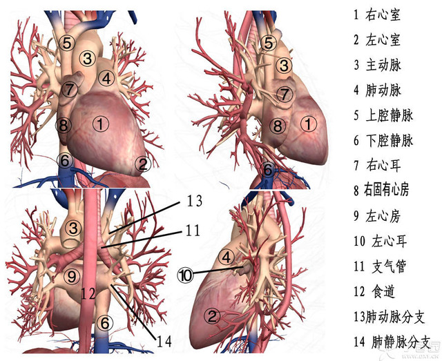 心臟解剖與臨床入門精要蟲哥說圖一心臟的大體解剖上