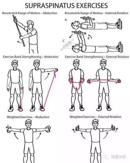 每日一肌第八讲冈上肌