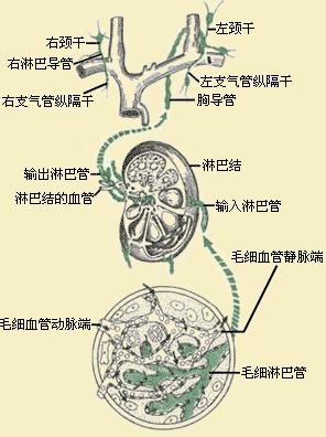 淋巴循环路径图图片