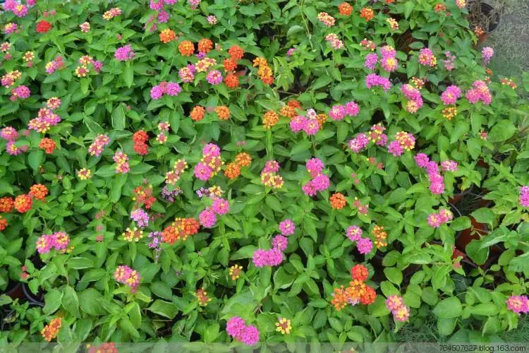 潮汕草药臭刺仔