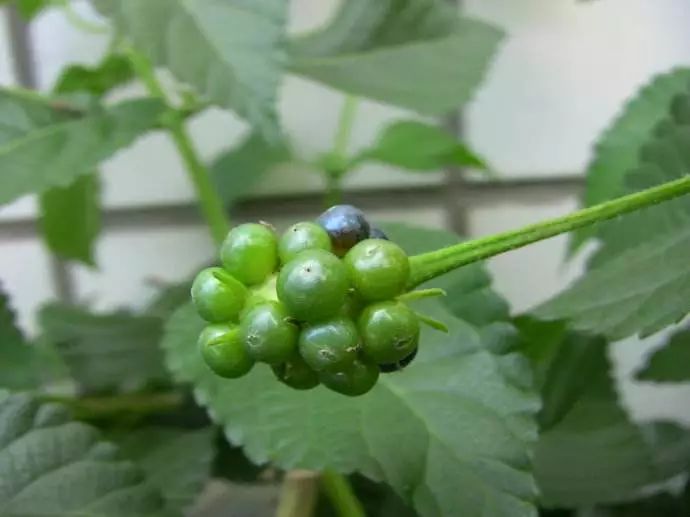 潮汕草药臭刺仔