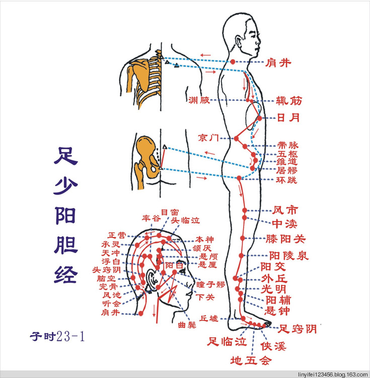人体经络穴位图12经络加任督二脉