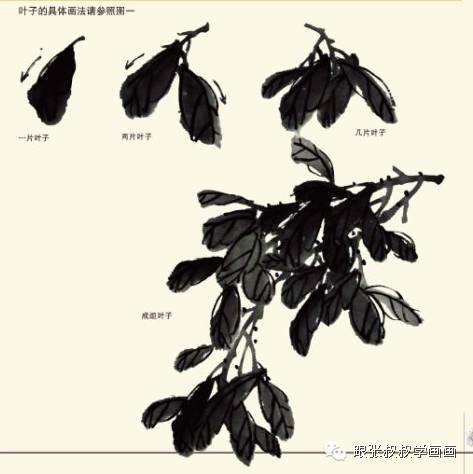 张叔叔国画入门29写意荔枝的画法