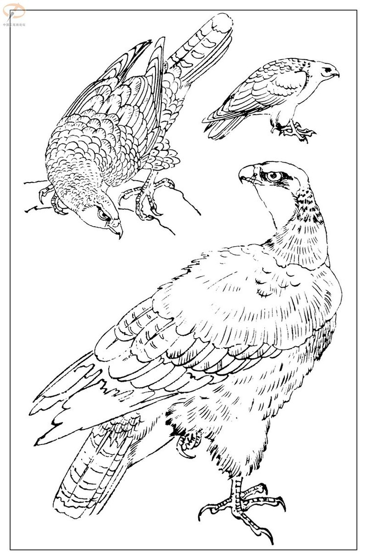 工笔白描——鸟