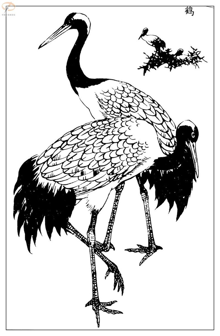 工笔白描——鸟