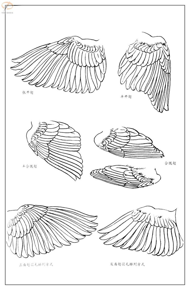 工笔白描——鸟