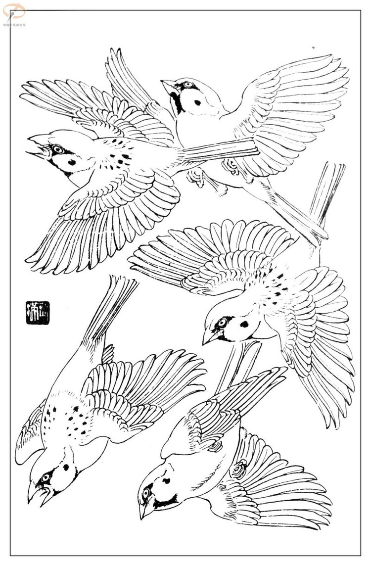 工笔白描——鸟