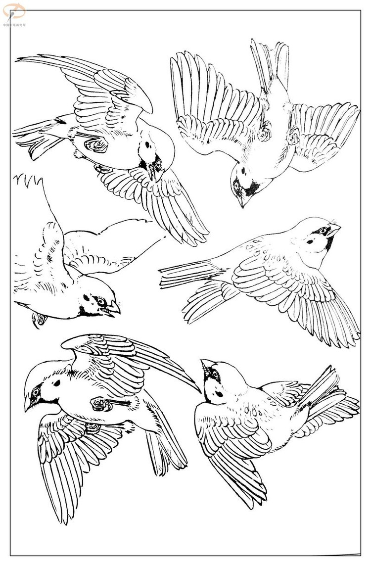 工笔白描——鸟