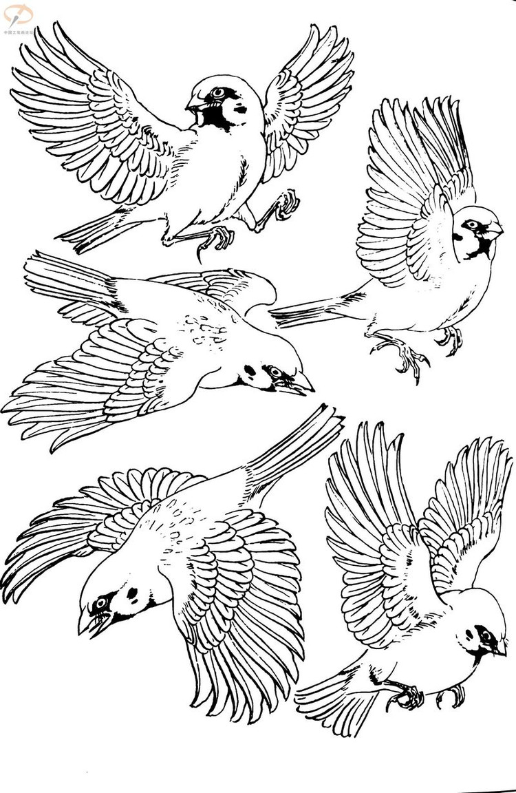 工笔白描——鸟