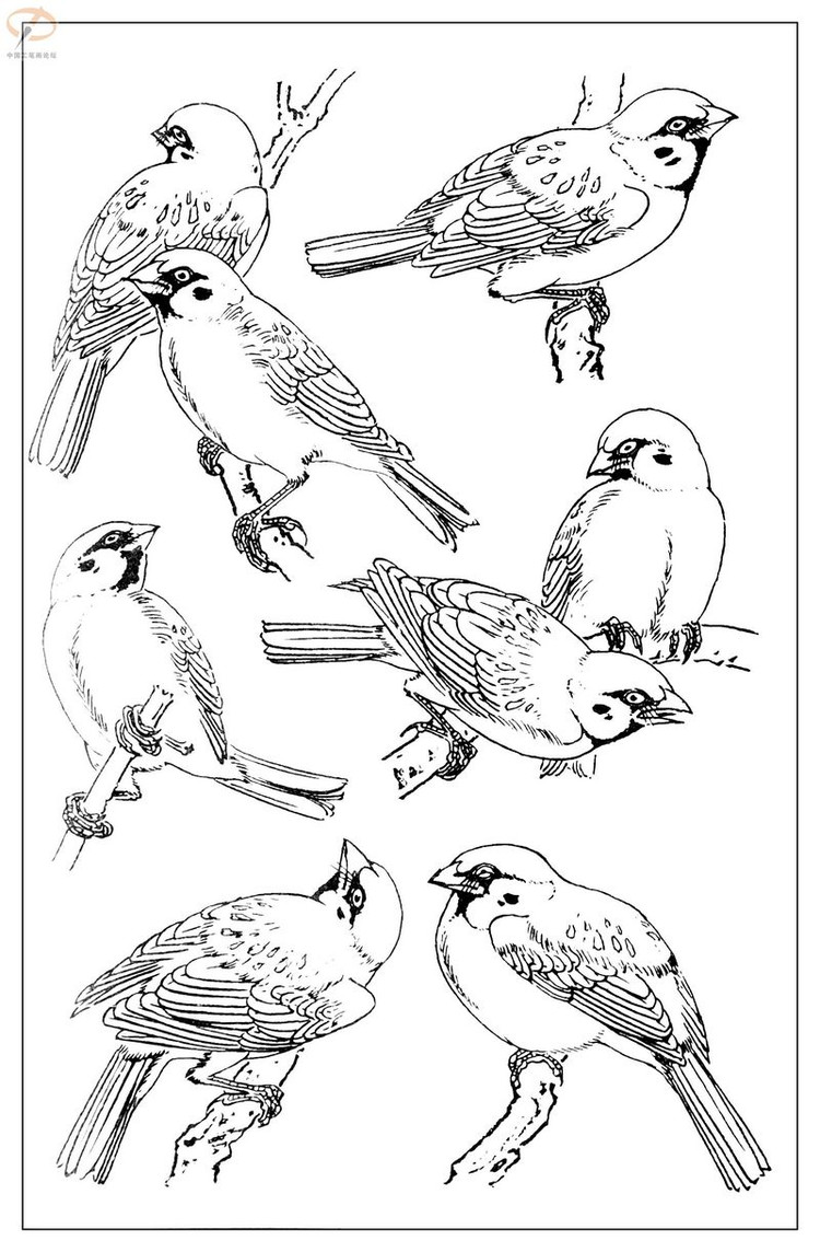 工笔白描——鸟