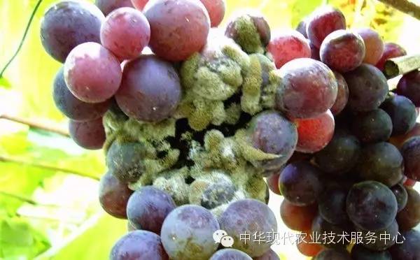 葡萄开花膨果期病害管理精选