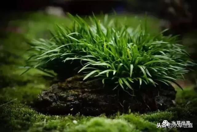 水陆缸常用的35种植物介绍