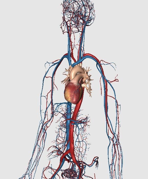 图片收藏全身高清血管图权威人体医学图片