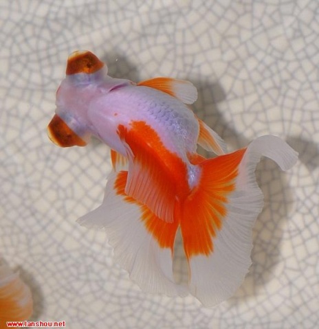 中国金鱼品种图解蝶尾金鱼系列