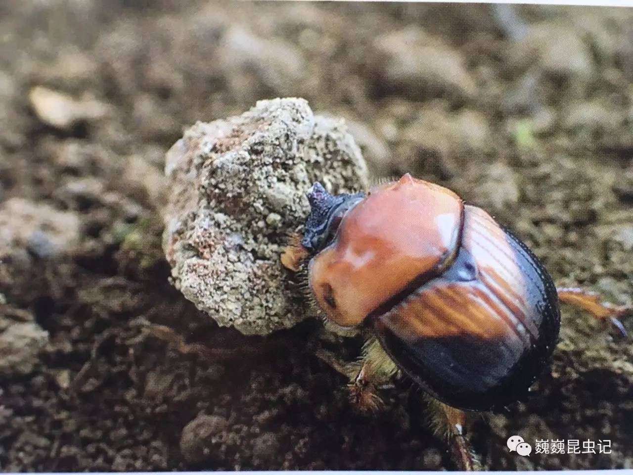 虫谱大观隆金龟