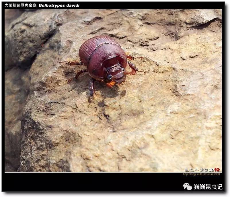 虫谱大观隆金龟