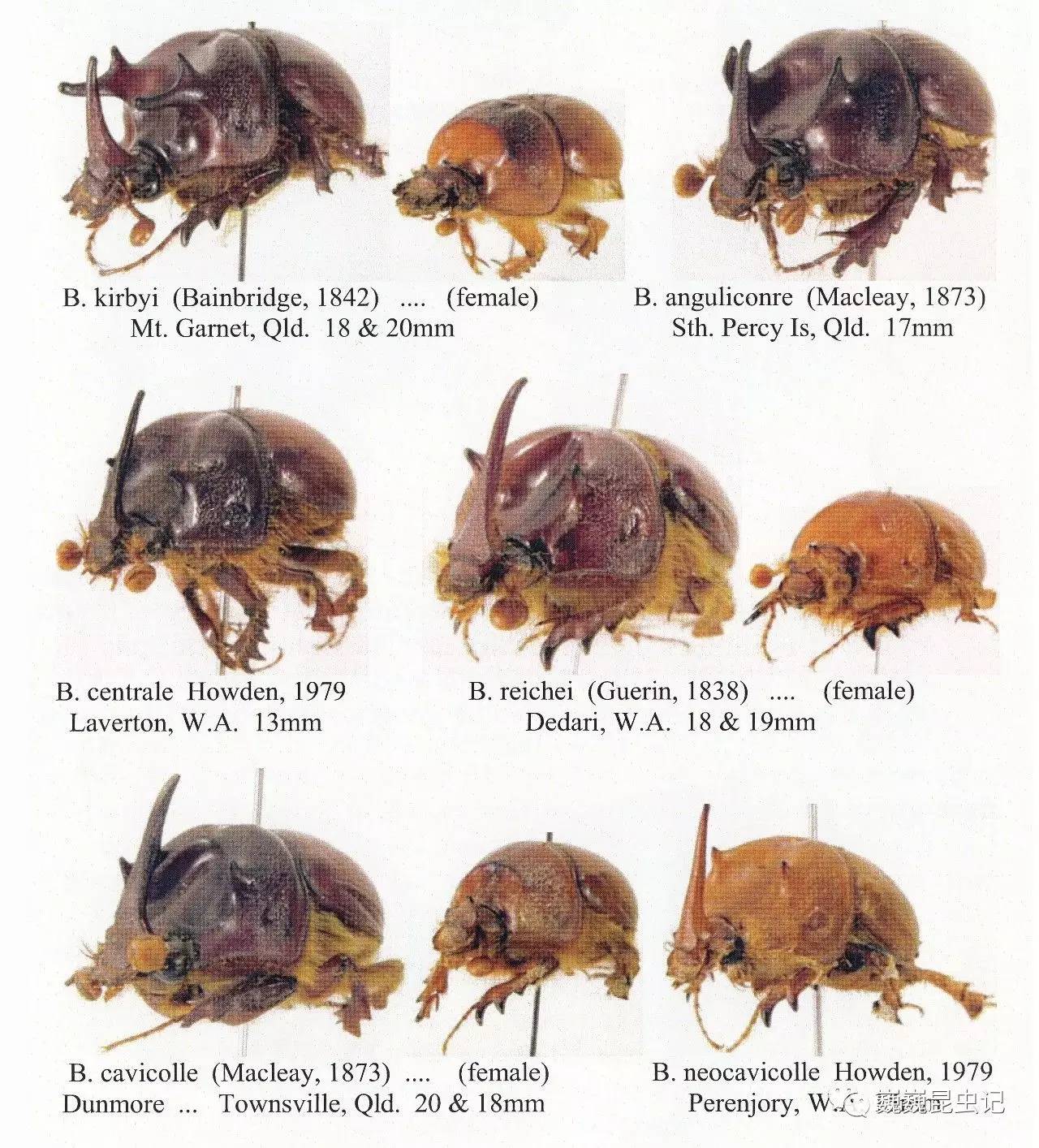 虫谱大观隆金龟
