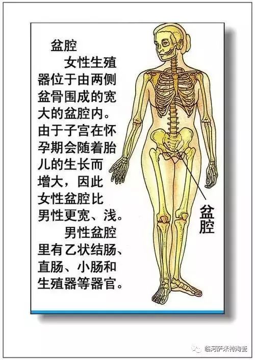 人體內臟器官結構分佈圖收藏