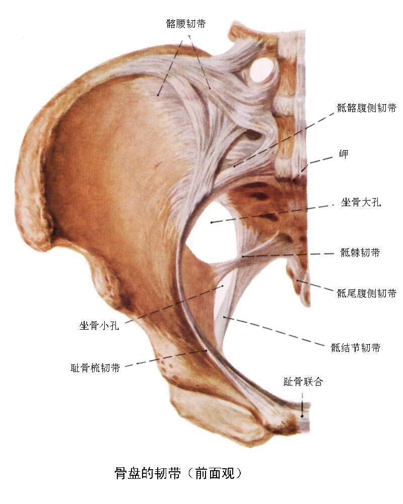 坐骨结节的位置图片图片