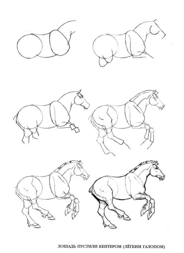 基础|50个马画法