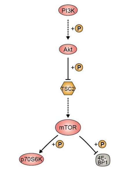 2.pi3k/akt信号通路