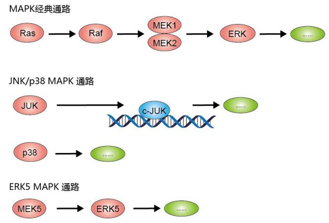 3.mapk信号通路