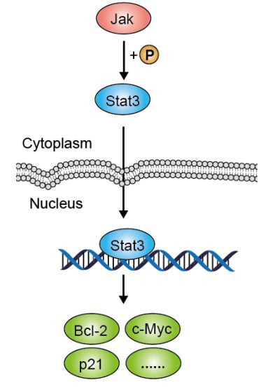 4.jak-stat信号通路
