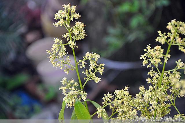 荔子花軟葉絲蘭鳳尾雞冠花狼毒花絨毛皂柳牡丹二喬尾穗莧大花美女櫻地