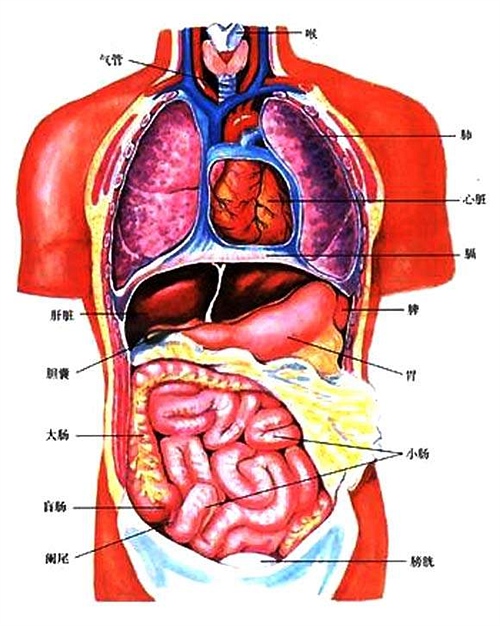 腹后壁腹膜的分布3腹网膜2腹部脏器分布图(前面观)1